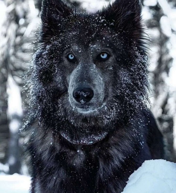 蓝湾牧羊犬是一种什么样的狗？蓝湾牧羊犬犬种知识介绍