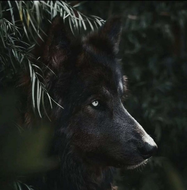 蓝湾牧羊犬是一种什么样的狗？蓝湾牧羊犬犬种知识介绍