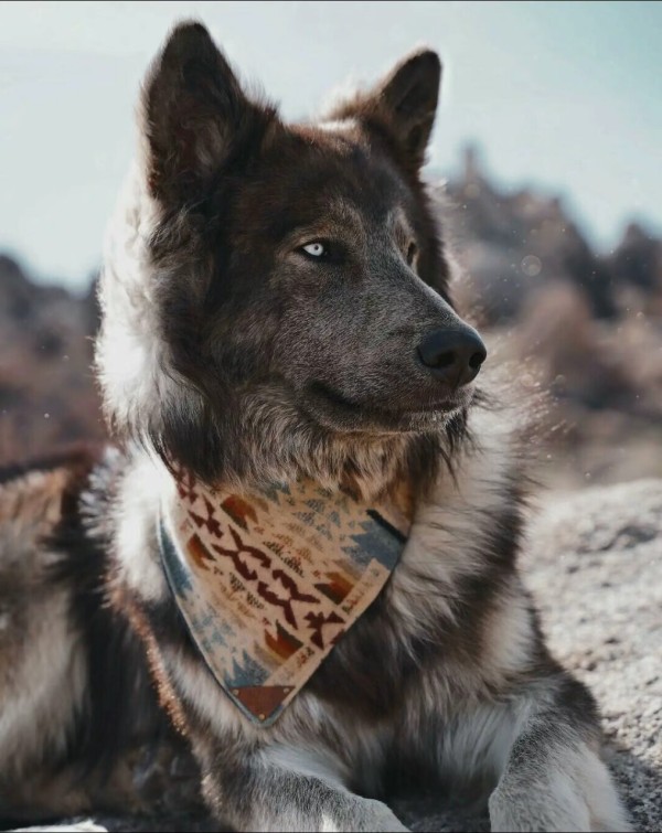 蓝湾牧羊犬是一种什么样的狗？蓝湾牧羊犬犬种知识介绍