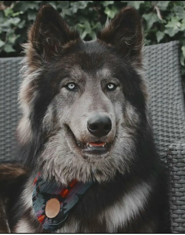 蓝湾牧羊犬是一种什么样的狗？蓝湾牧羊犬犬种知识介绍