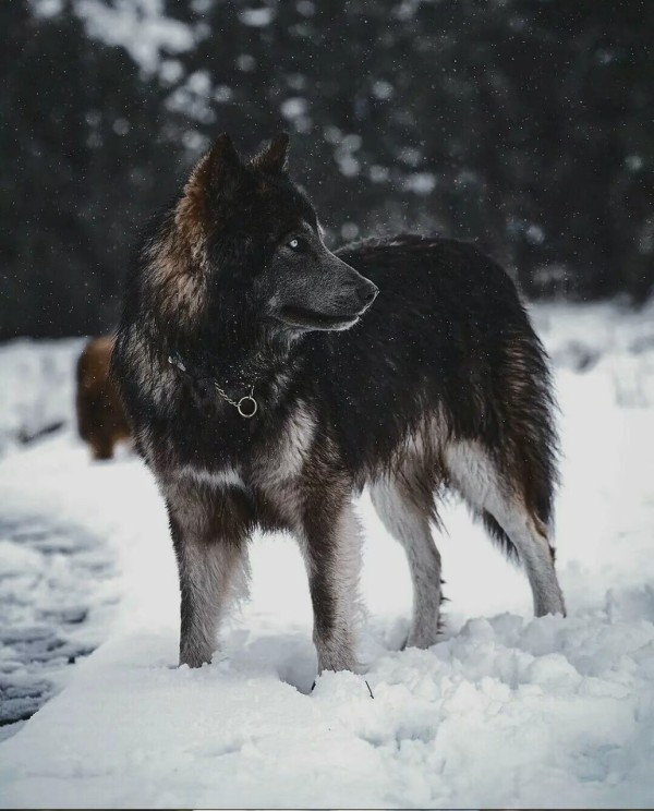 蓝湾牧羊犬是一种什么样的狗？蓝湾牧羊犬犬种知识介绍
