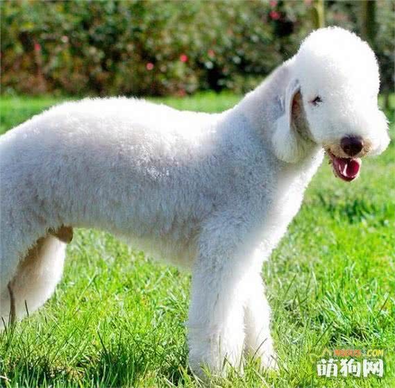 世界名犬——贝灵顿梗（梗类犬）