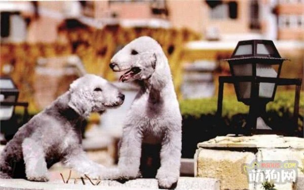 世界名犬——贝灵顿梗（梗类犬）