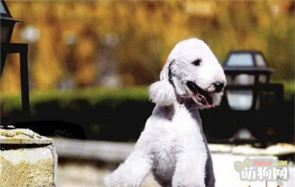 世界名犬——贝灵顿梗（梗类犬）