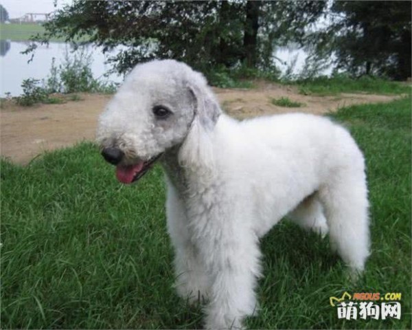世界名犬——贝灵顿梗（梗类犬）