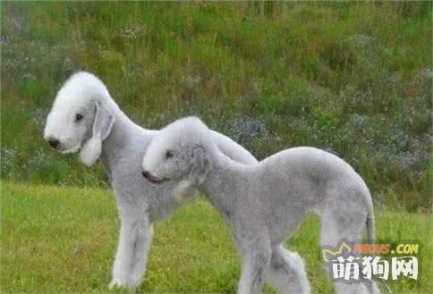 世界名犬——贝灵顿梗（梗类犬）