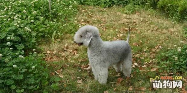 世界名犬——贝灵顿梗（梗类犬）