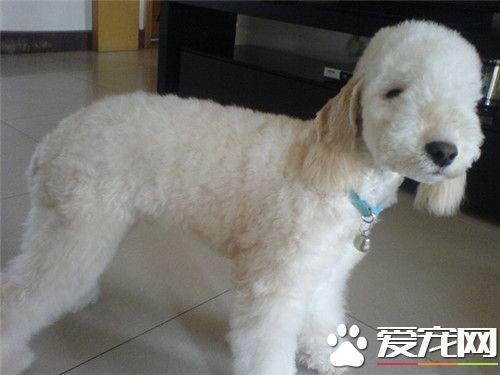 贝灵顿梗算大型犬吗 贝灵顿梗犬是中型犬