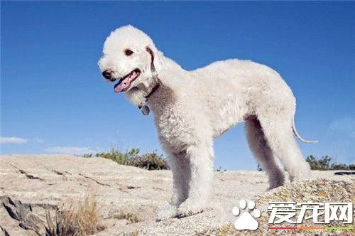 贝灵顿梗算大型犬吗 贝灵顿梗犬是中型犬