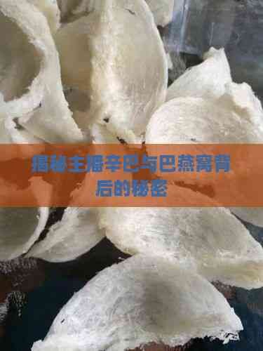 揭秘主播辛巴与巴燕窝背后的秘密