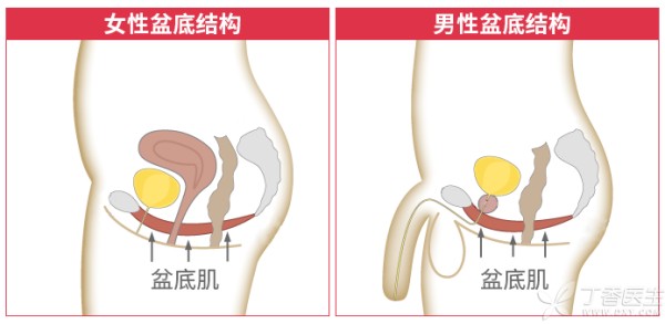 男女盆底结构.png