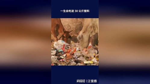 可以吃的塑料袋