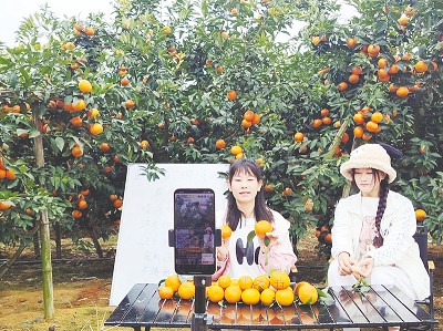 武鸣区：直播搬进果园 助力沃柑出圈