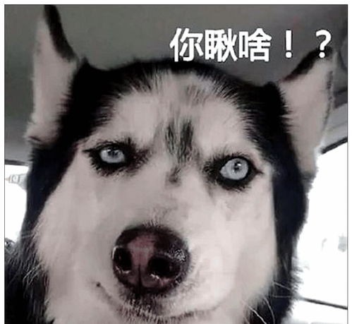 哈士奇小姐姐卖萌视频,卖萌视频引网友爆笑