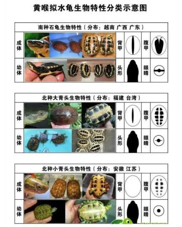 每期认识一种龟之“黄喉拟水龟”，南石、小青与大青龟一文搞清！