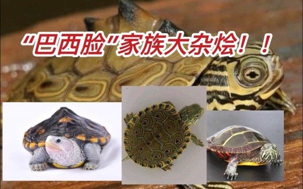 巴西脸龟类品种大全上：红耳龟 / 黄耳龟 / 火焰龟 / 地图龟