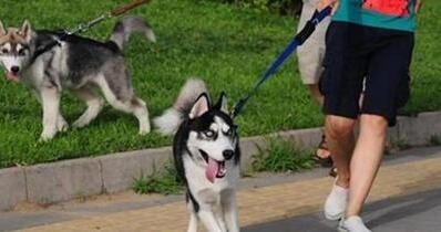 狗界网红二哈真的是狼和狗的产物吗？你的狼性呢？