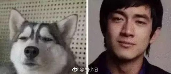 林更新是二哈赵丽颖是萌猫？论与动物撞脸只服李易峰