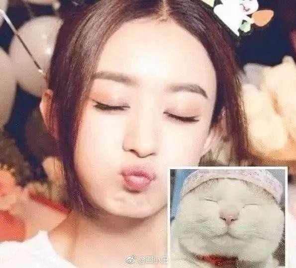 林更新是二哈赵丽颖是萌猫？论与动物撞脸只服李易峰