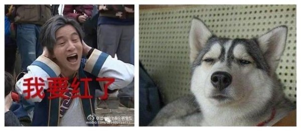 明星们最适合养什么狗？反正薛之谦肯定是二哈了