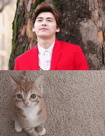 林更新是二哈赵丽颖是萌猫？论与动物撞脸只服李易峰