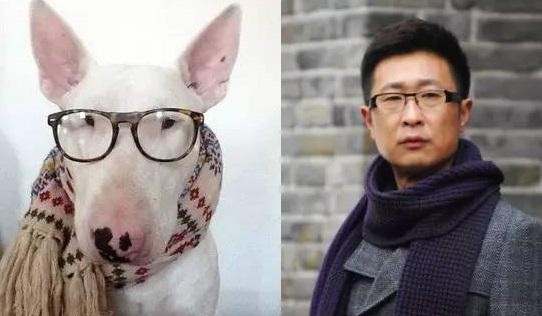 明星们最适合养什么狗？反正薛之谦肯定是二哈了