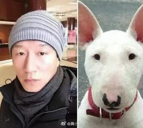 林更新是二哈赵丽颖是萌猫？论与动物撞脸只服李易峰