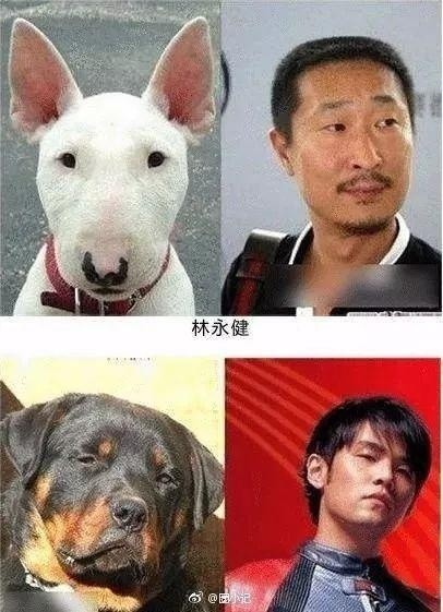 林更新是二哈赵丽颖是萌猫？论与动物撞脸只服李易峰