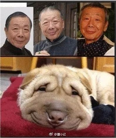 林更新是二哈赵丽颖是萌猫？论与动物撞脸只服李易峰
