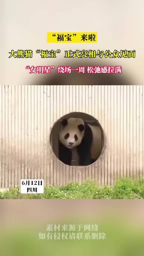 “女明星”福宝正式亮相啦！
