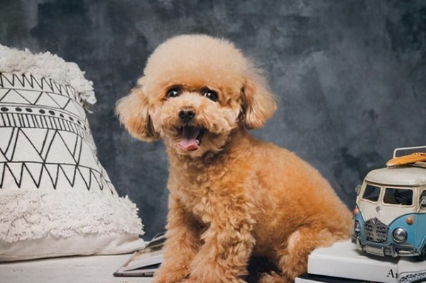 养泰迪犬的明星有哪些？这些女明星，她们都喜欢养泰迪犬