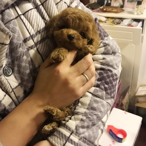 狗品种大全_细狗品种_什么品种狗适合女人