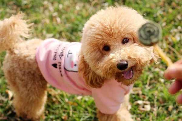 养泰迪犬的明星有哪些？这些女明星，她们都喜欢养泰迪犬