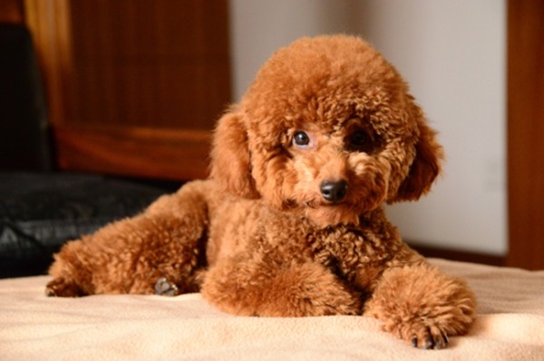 养泰迪犬的明星有哪些？这些女明星，她们都喜欢养泰迪犬