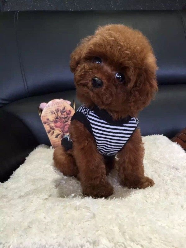 细狗品种_什么品种狗适合女人_狗品种大全