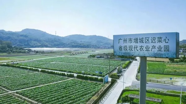 广州增城迟菜心持续出圈，农文旅营销模式新升级