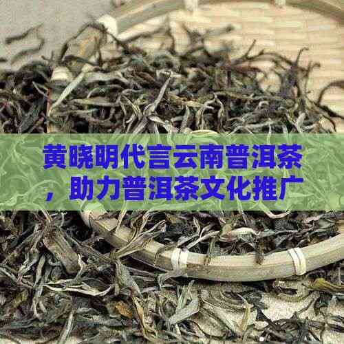 黄晓明代言云南普洱茶，助力普洱茶文化推广