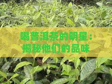 喝普洱茶的明星：揭秘他们的品味、功效与健益处