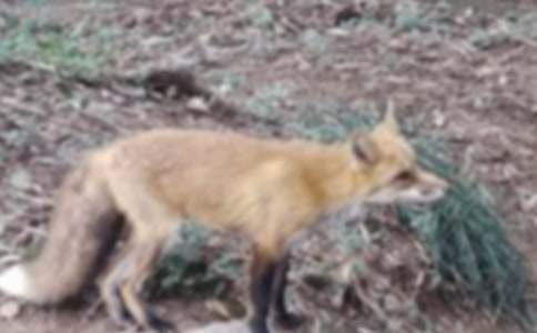 续写乌鸦和狐狸10篇