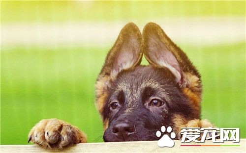 德国牧羊犬怕什么狗 公认的就是藏獒