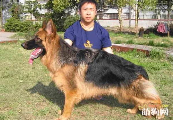 德国牧羊犬的5宗“罪行”，不适合成为伴侣犬，真的是这样吗？
