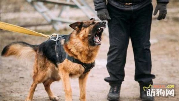 德国牧羊犬的5宗“罪行”，不适合成为伴侣犬，真的是这样吗？