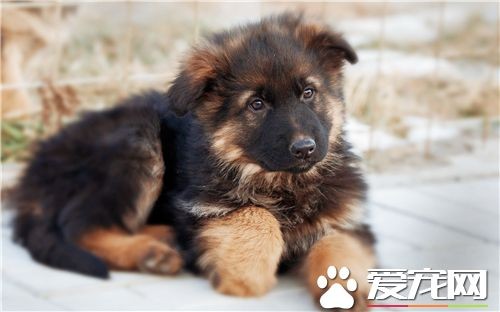 德国牧羊犬怕什么狗 公认的就是藏獒
