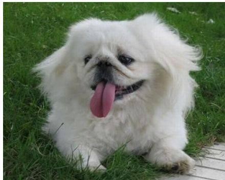 为何北京犬与佛教始祖达摩有关？