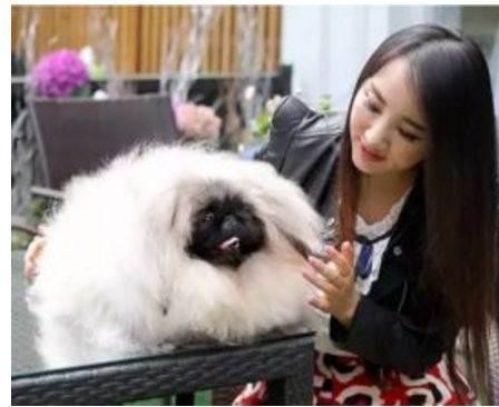为何北京犬与佛教始祖达摩有关？