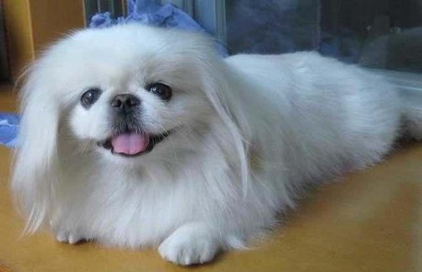 为何北京犬与佛教始祖达摩有关？