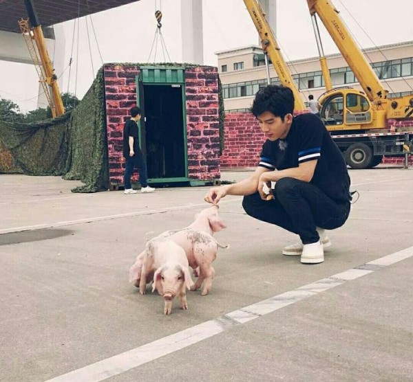 明星也养猪？罗志祥迷你猪暴风成长，井柏然的小香猪可爱！