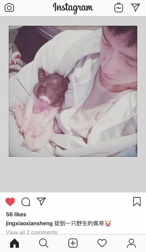 明星也养猪？罗志祥迷你猪暴风成长，井柏然的小香猪可爱！