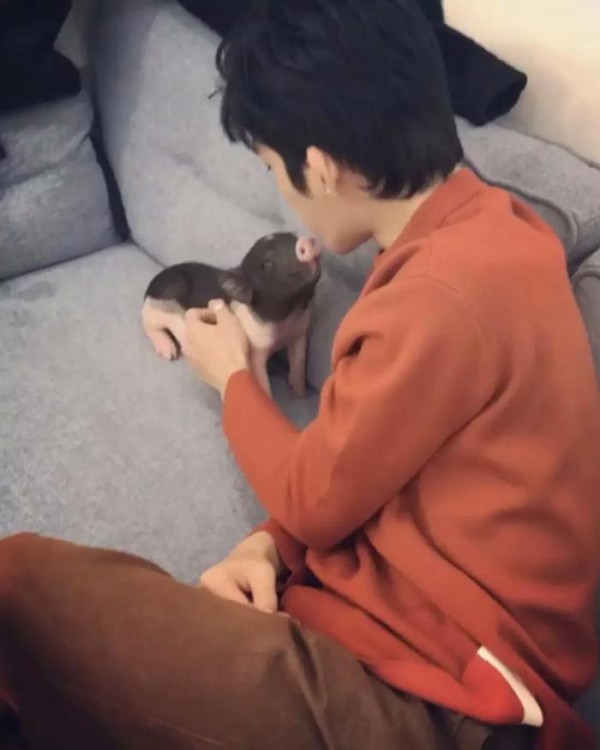 明星也养猪？罗志祥迷你猪暴风成长，井柏然的小香猪可爱！