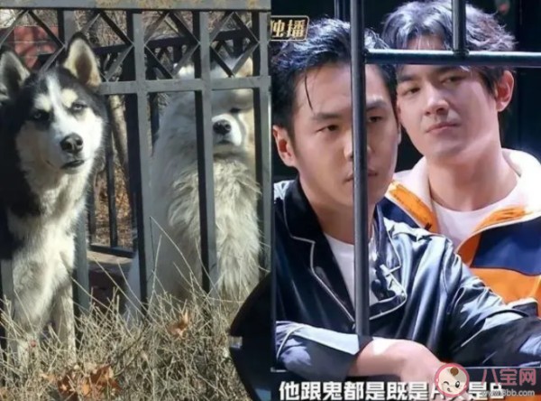 网络用语狗塑是什么意思什么梗 狗塑为什么火了